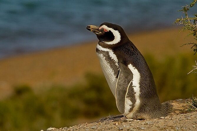 full-day-tour-to-punta-tombo-penguin-colony