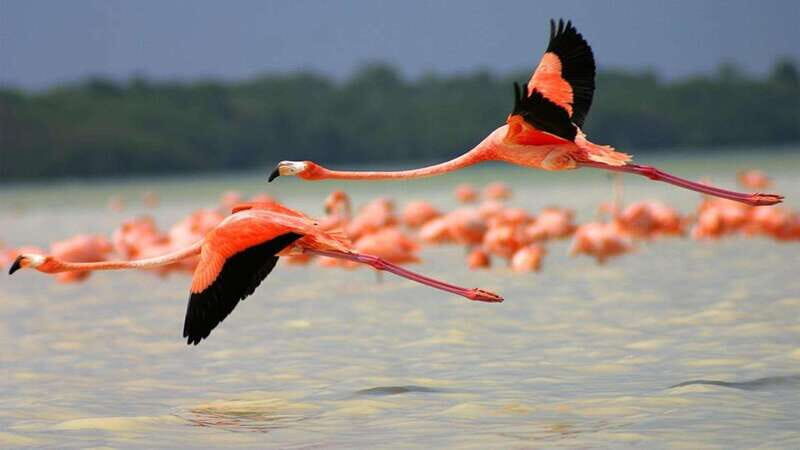 Full-Day Tour to Rio Lagartos and Coloradas with - Lunch and Beach Relaxation