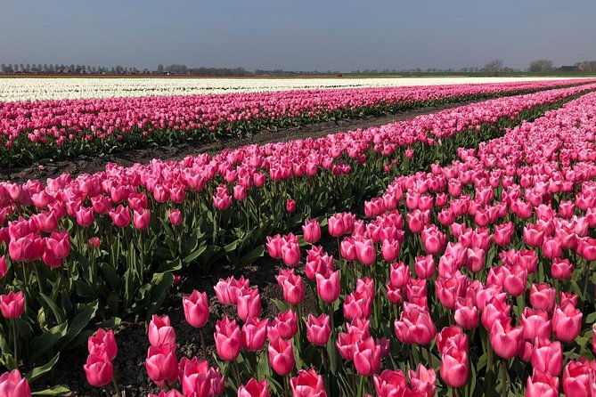 full-day-tour-to-texel-friesian-islands-from-amsterdam