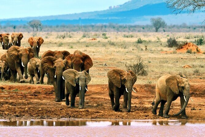 Full Day tour to Tsavo East National Park from Mombasa - Key Points