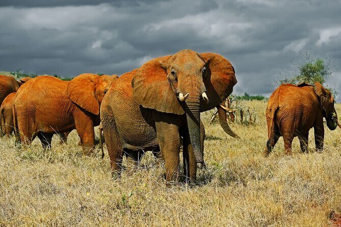 Full Day tour to Tsavo East National Park from Mombasa - Who Would Enjoy This Tour?