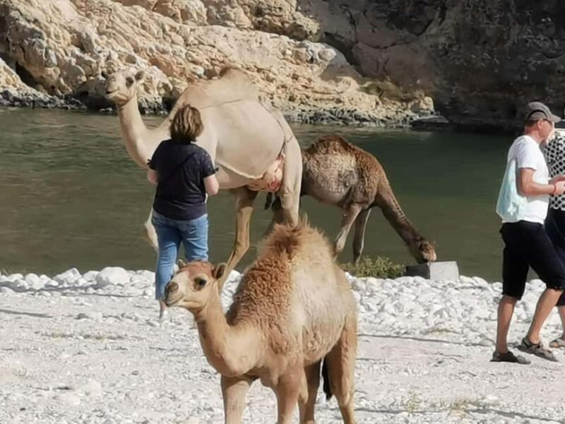 Full Day Tour: West of Salalah hidden gems and rocky beaches - Final Thoughts