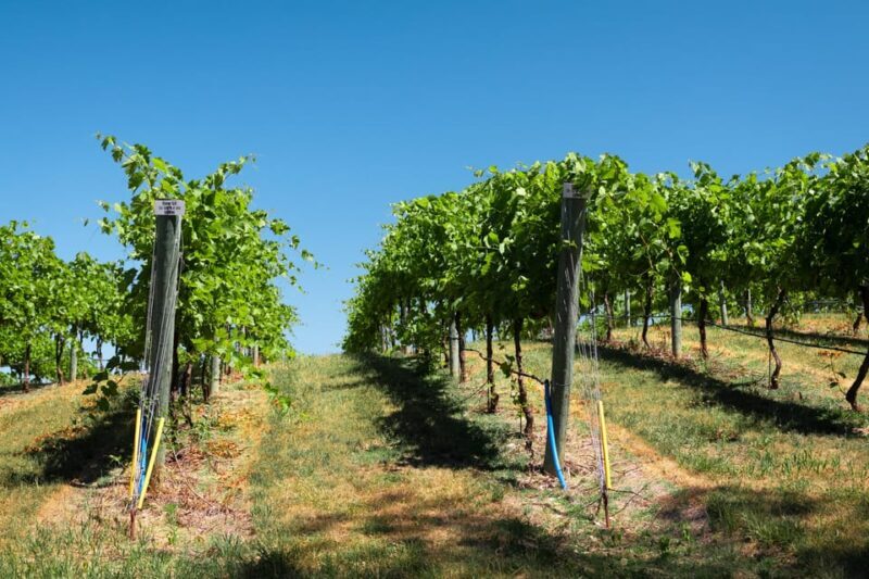 Full day tour:Knossos,Koronekes Olive mill,Lyrarakis winery - Exploring Crete’s Cultural and Culinary Treasures: A Full-Day Tour Review