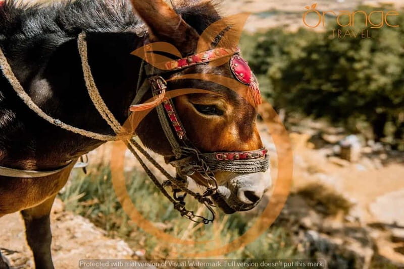 Full-Day Tour:Lasithi Plateau -Mythology Park&Knossos Palace - Practical Insights for Travelers  