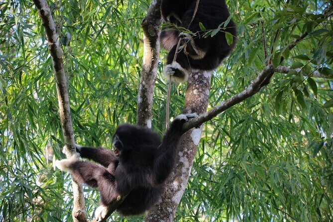 Full-Day Trekking and Sightseeing Tour in Mae Kampong - An In-Depth Look at the Tour Experience