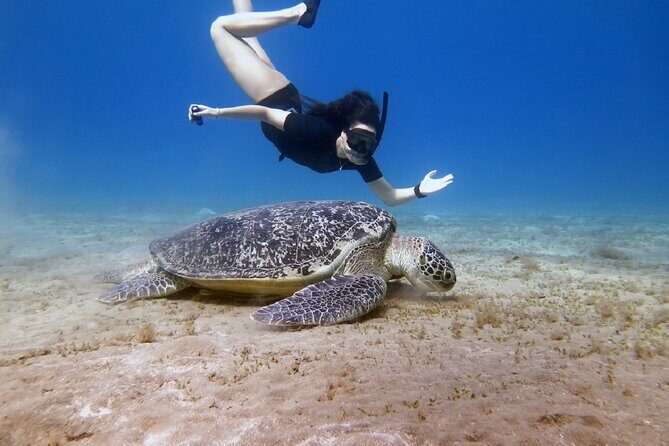 Full day Trip Abu Dabbab Snorkel with Turtles & Lunch - Hurghada - What to Expect: A Closer Look at the Experience