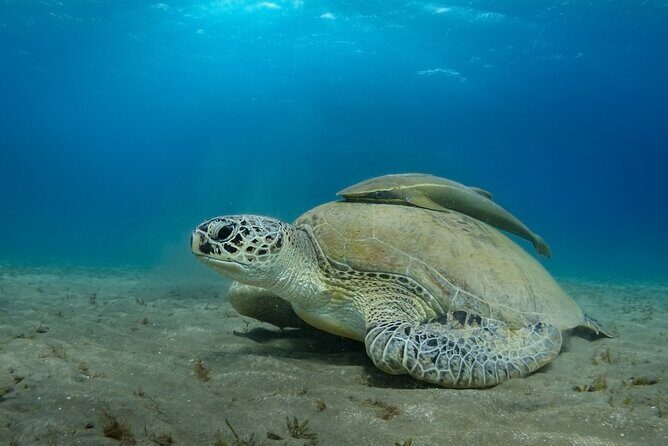 Full day Trip Abu Dabbab Snorkel with Turtles & Lunch - Hurghada - Analyzing the Price: Is It Worth It?