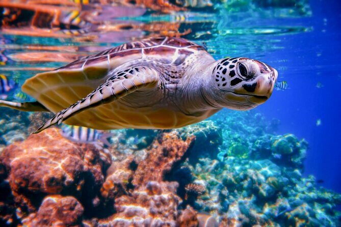 Full day Trip Abu Dabbab Snorkel with Turtles & Lunch - Hurghada - Who is This Tour Best For?