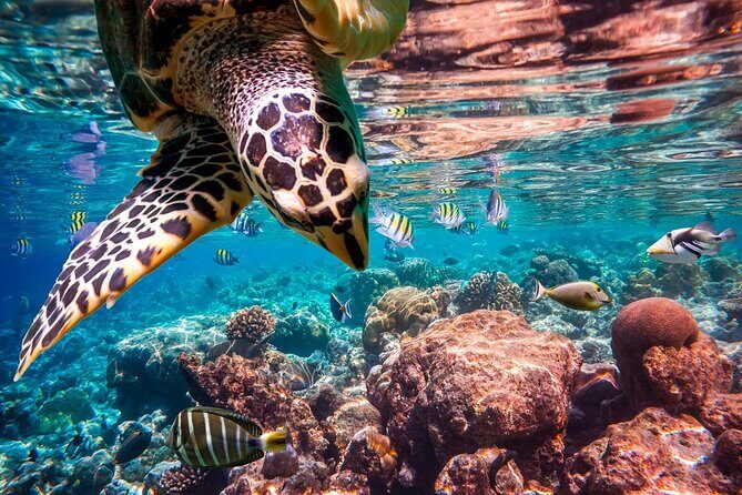 Full day Trip Abu Dabbab Snorkel with Turtles & Lunch - Hurghada - Frequently Asked Questions