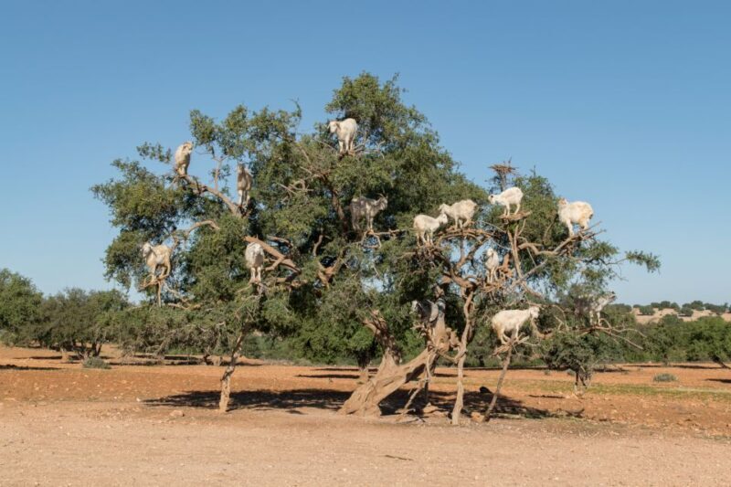 Full Day Trip From Marrakech To Essaouira - Who Should Consider This Tour?