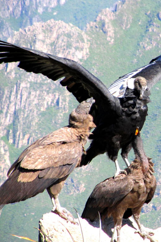 full-day-trip-to-colca-canyon-from-arequipa-ending-in-puno