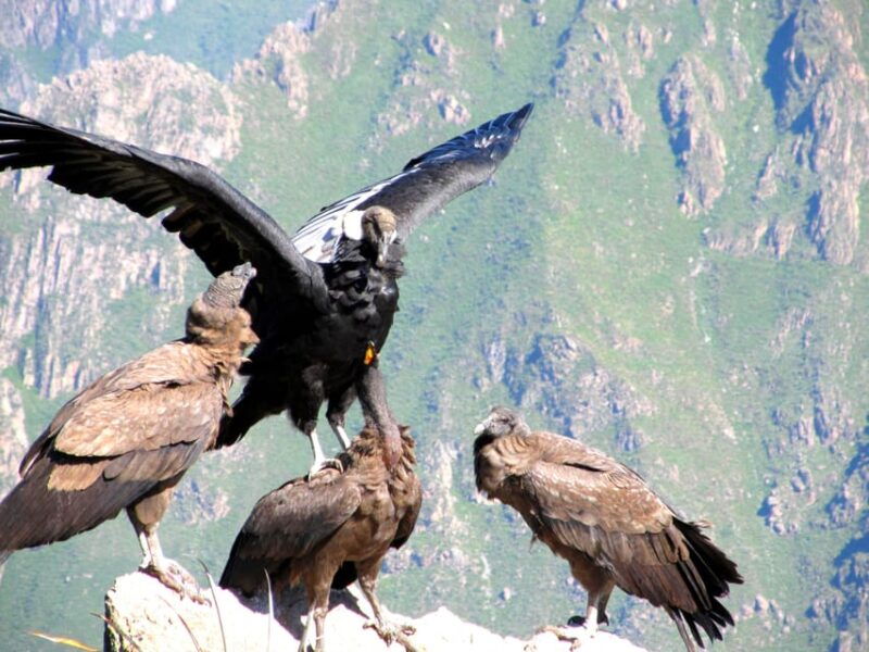 full-day-trip-to-colca-canyon-from-arequipa-ending-in-puno