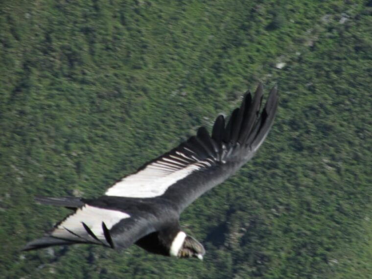 full-day-trip-to-colca-canyon-from-arequipa-ending-in-puno