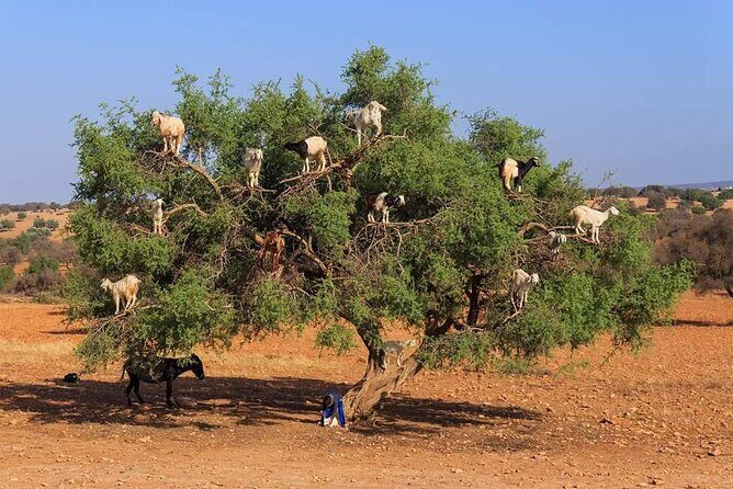 Full day trip to Essaouira from Agadir - Who Will Enjoy This Tour?