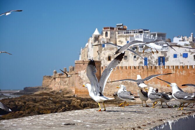 Full Day Trip to Essaouira from Marrakech - FAQ