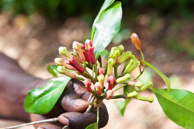 Full Day Trip to Stone Town, Spice Farms and Prison Island - FAQ