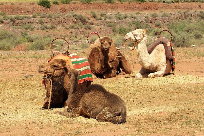 Full-day trip to the Atlas Mountains of Morocco and Camel ride - The Sum Up