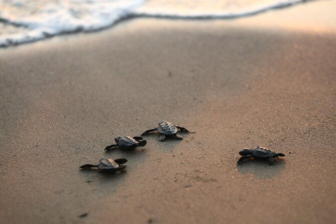 full-day-turtle-beach-tour-with-lake-and-mud-baths-from-marmaris