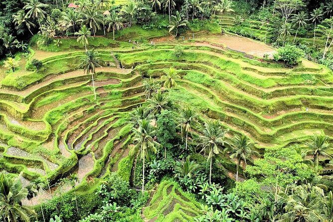 Full day Ubud Tour Bali Rafting, Monkey Forest and Rice Terrace - Practical Details and What You’ll Get