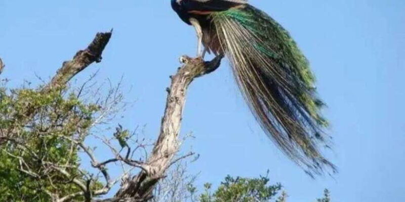 full-day-udawalawe-safari-adventure-with-lunch-private
