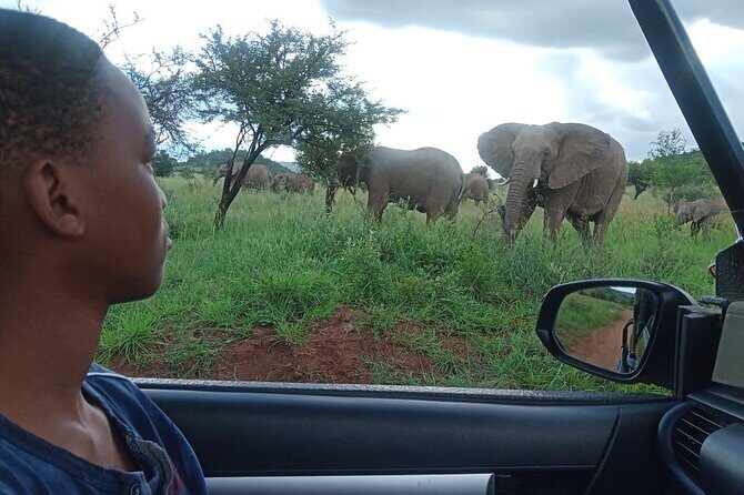 Full Day Ultimate Pilanesberg National Park Safari from Johannesburg or Pretoria - The Experience in Detail