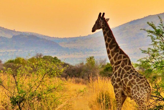 Full Day Ultimate Pilanesberg National Park Safari from Johannesburg or Pretoria - FAQs