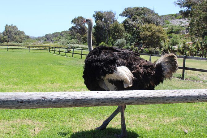 Full Day visit to Cape Point Cape of Good Hope for Special needs from Cape Town - FAQs