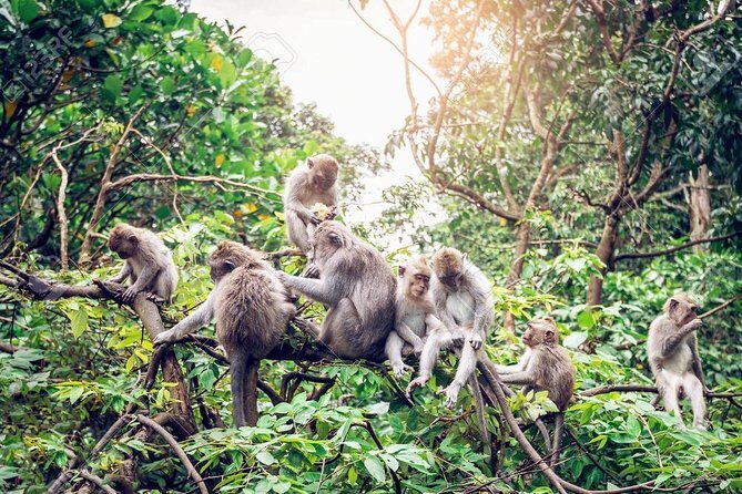 Full Day: Visit UBUD VILLAGE and Around - Famous Sightseeing Tours in Bali - Final thoughts: Who’s this tour for?