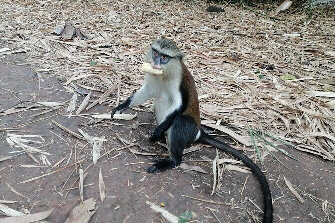 Full-Day Volta Experience ( Mount Gemi and Monkey Sanctuary) Private Tour - How the Day Unfolds  