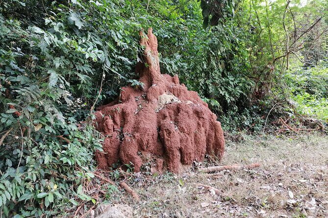 Full-Day Volta Experience ( Mount Gemi and Monkey Sanctuary) Private Tour - The Value of the Experience  