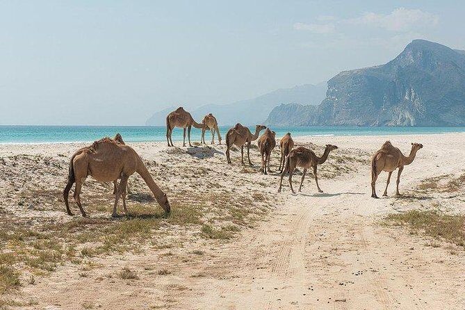 Full day west tour of Salalah - FAQs