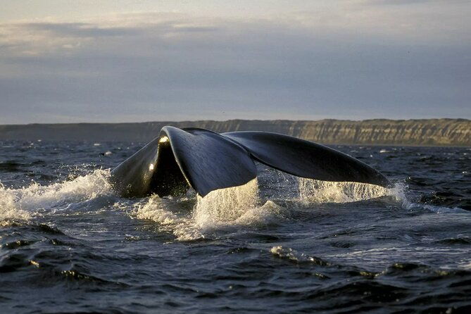 full-day-whale-watching-from-puerto-madryn