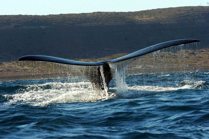 full-day-whale-watching-from-puerto-madryn