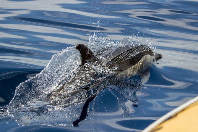 Full-Day Whales & The Princess Ring Islet (incl. Lunch) - What the Experience Means for You