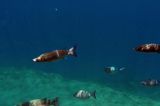 Full-Day Whales & The Princess Ring Islet (incl. Lunch) - FAQs
