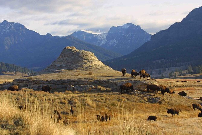 full-day-wildlife-tour-in-yellowstone-lamar-valley-to-canyon