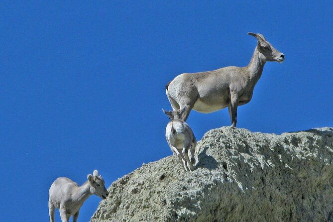 full-day-wildlife-tour-in-yellowstone-lamar-valley-to-canyon