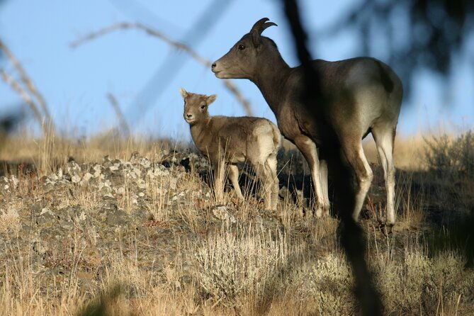 full-day-wildlife-tour-in-yellowstone-lamar-valley-to-canyon
