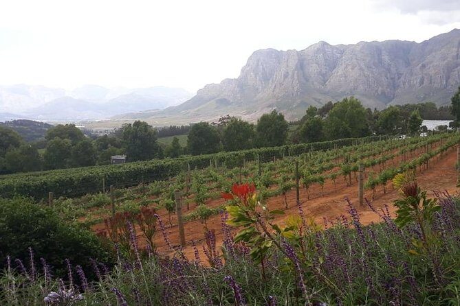 Full Day Wine Tasting in Stellenbosch, Franschoek & Paarl fees included - Practical Tips