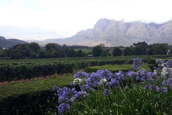 Full Day Wine Tasting in Stellenbosch, Franschoek & Paarl fees included - The Sum Up