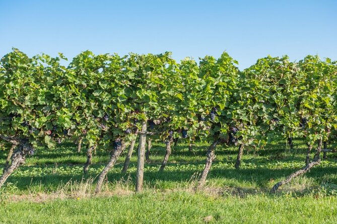 full-day-wine-tasting-tour-in-athens-with-visit-to-cape-sounio