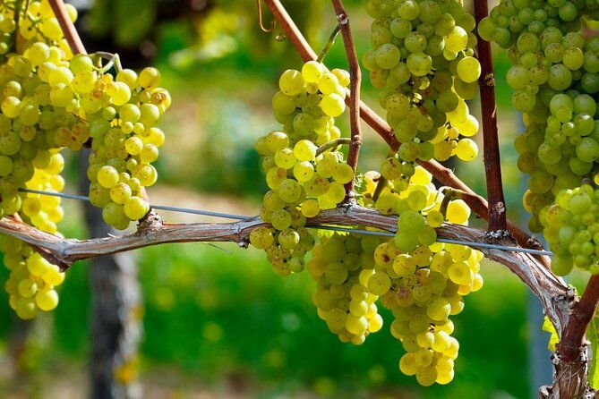 full-day-wine-tasting-tour-in-athens-with-visit-to-cape-sounio