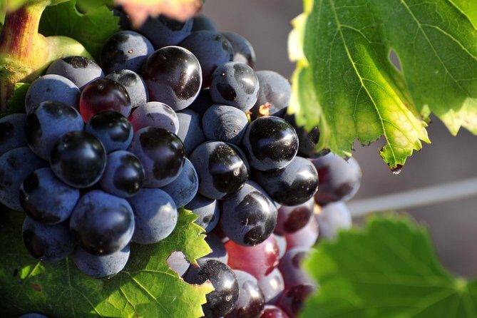 Full day Wine Tour around Luberon from Aix en Provence - Who Would Love This Tour?  