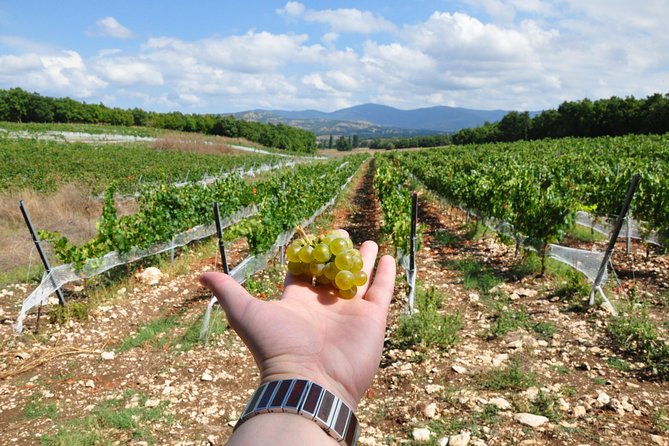 full-day-wine-tour-from-istanbul