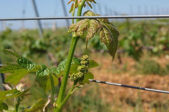 full-day-wine-tour-from-istanbul