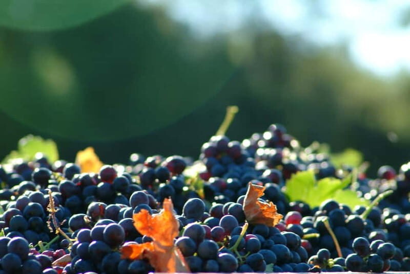 Full-Day Wine Tour in Bellet & Saint-Paul de Vence From Nice - Key Points