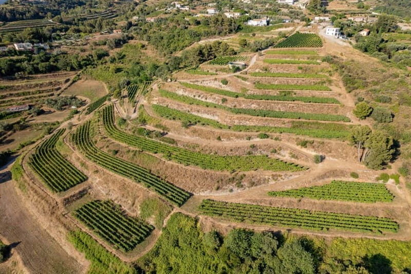 Full-Day Wine Tour in Bellet & Saint-Paul de Vence From Nice - An In-Depth Look at the Experience