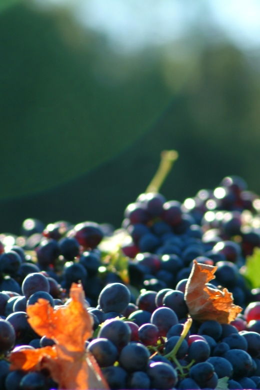 full-day-wine-tour-in-bellet-saint-paul-de-vence-from-nice