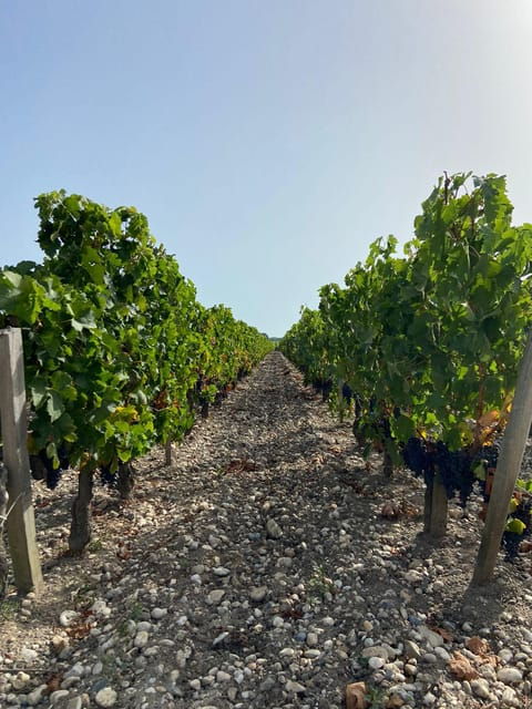 full-day-wine-tour-in-saint-emilion-margaux