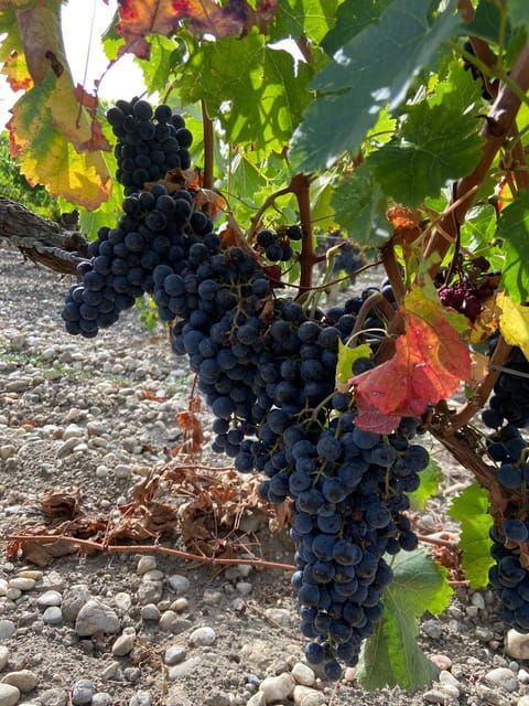 full-day-wine-tour-in-saint-emilion-margaux